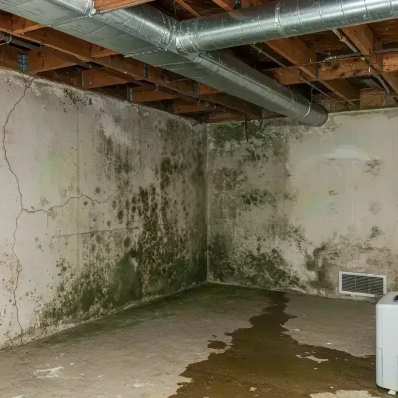 Professional Mold Removal in Oxford, GA